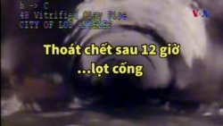 Thoát chết sau 12 giờ…lọt cống 