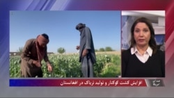 افزایش کشت کوکنار و تولید تریاک در افغانستان