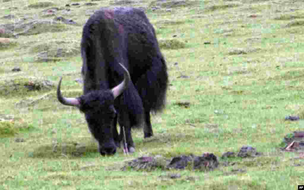 位于四川省阿坝藏族自治洲若尔盖县境内的四川若尔盖湿地自然保护区