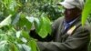 New Challenges Force Kenya Farmers to Replace Coffee Crop