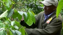 New Challenges Force Kenya Farmers to Replace Coffee Crop