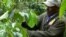 New Challenges Force Kenya Farmers to Replace Coffee Crop