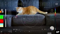 This image shows a frame from a 15-second ultra-high-definition video featuring a cat named Taters which was streamed via laser from deep space by NASA on Dec. 11, 2023. (NASA)