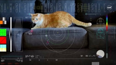 Cat Steals the Show in Video Sent by Laser from Space