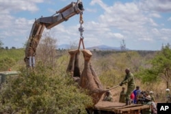 Petugas jagawana dan tim penangkap satwa liar Kenya memuat seekor gajah ke dalam truk di Taman Nasional Mwea, sebelah timur ibu kota Nairobi, Kenya, Senin, 14 Oktober 2024. (Foto AP/Brian Inganga)