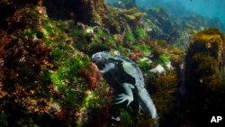 A marine iguana found only in the Galapagos Islands feeds on algae and other plants off of Fernandina Island, Ecuador on June 8, 2024. The marine iguana feeds directly from the ocean, making it a good indicator of overall ocean health. 