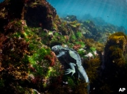 A marine iguana found only in the Galapagos Islands feeds on algae and other plants off of Fernandina Island, Ecuador on Saturday, June 8, 2024. The marine iguana feeds directly from the ocean, making it a good indicator of overall ocean health. (AP Photo/Alie Skowronski)