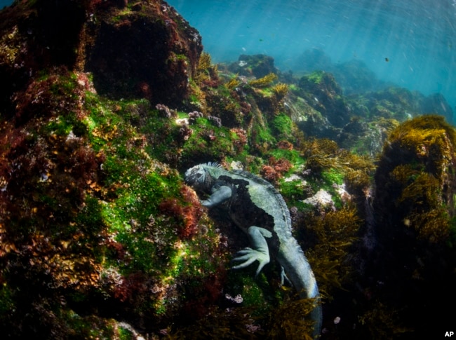 A marine iguana found only in the Galapagos Islands feeds on algae and other plants off of Fernandina Island, Ecuador on Saturday, June 8, 2024. The marine iguana feeds directly from the ocean, making it a good indicator of overall ocean health. (AP Photo/Alie Skowronski)