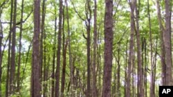 A tall mangrove forest on the island of Borneo. Mangroves often reside on thick sediment layers rich in organic matter, resulting in carbon storage exceeding most tropical forests.
