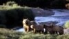 Judge: US Erred in Declining Protections for Remote Grizzly Bears
