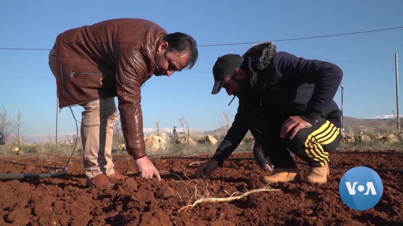 Amphetamine Trafficking Hurts Livelihood of Lebanon’s Farmers