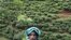 Climate Change Impacts India's Tea-Growing Region