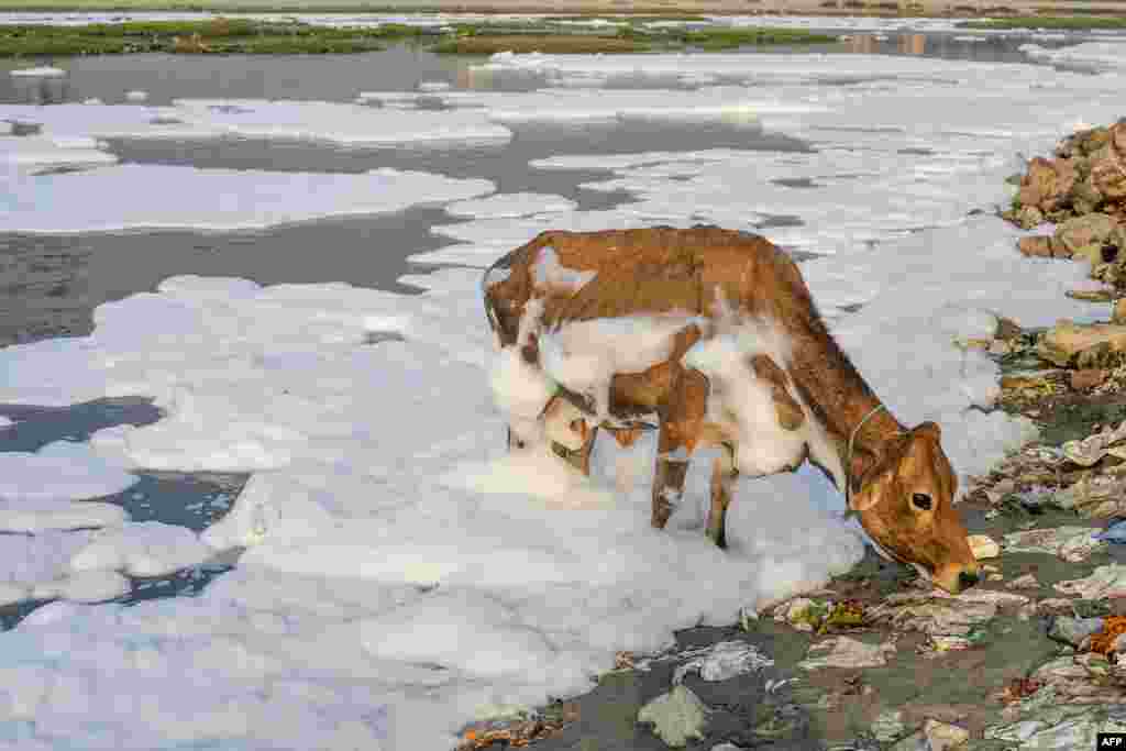 A cow covered with foam scavenges in the waste left on the banks of the polluted Yamuna river in New Delhi, India, Oct. 10, 2020.