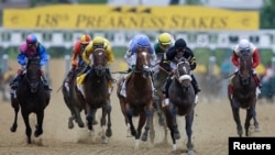 Preakness Horse Racing