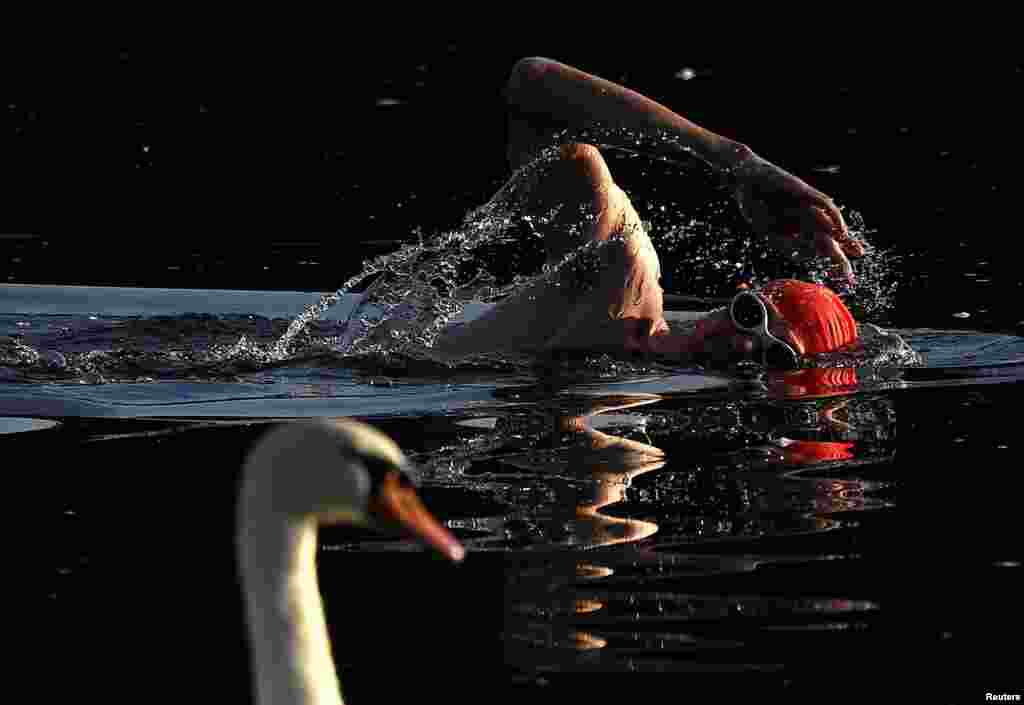 A swimmer passes a swan as he trains during the early morning in the Serpentine lake in London, Britain.