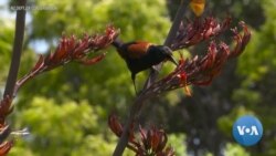 Eavesdropping on Rare Birds