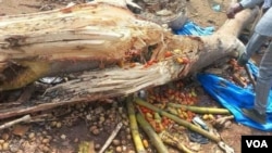 Naannoo Itiyoophiyaa Kibbbaa Keessatti Mukti Namoota Gabaa Jiran Irratti Kufuu Isaatiin Namoonni 7 Du’an