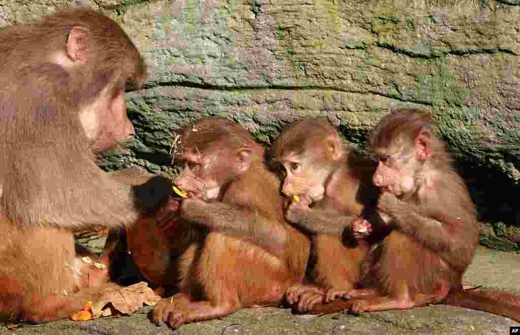 Three monkey cubs are fed by an adult animal at the Hagenbeck animal park in Hamburg, northern Germany.