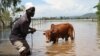 Michael Onyango pulls his cow from his flooded land after river Sondu Miriu burst its banks in Homabay County Kenya, April 29, 2012. 