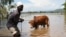 Michael Onyango pulls his cow from his flooded land after river Sondu Miriu burst its banks in Homabay County Kenya, April 29, 2012. 