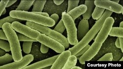 E. coli bacteria