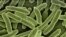 e-coli bacteria