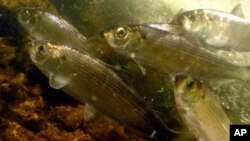 This undated photo provided by NOAA Fisheries, a division of the National Oceanic and Atmospheric Administration, shows alewives, a species of river herring in North Kingstown, R.I. The federal government's National Marine Fisheries Service is looking at the health of the populations of alewives and blueback herring to see if the little fish should be listed under the Endangered Species Act.
