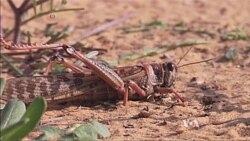 Mathematical Model May Help Control Locusts