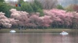 Festival Bunga Sakura Terbesar Se-Amerika