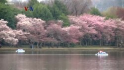 Festival Bunga Sakura Terbesar Se-Amerika