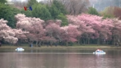 Festival Bunga Sakura Terbesar Se-Amerika