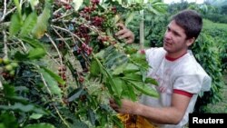 A grower picks coffee cherries from a tree in Sasaima near Bogota, Colombia, a big competitor for Cameroon's struggling coffee growers.