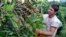 FILE - A grower picks coffee cherries from a tree in Sasaima, near Bogota, Colombia. 