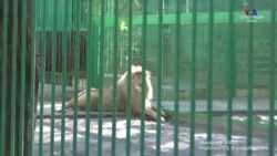 Գագիկ Ծառուկյանը երեկ կորցրեց պատգամավորական իմունիտետը, իսկ այսօր դատարանը կքննի ազատազրկման հարցը