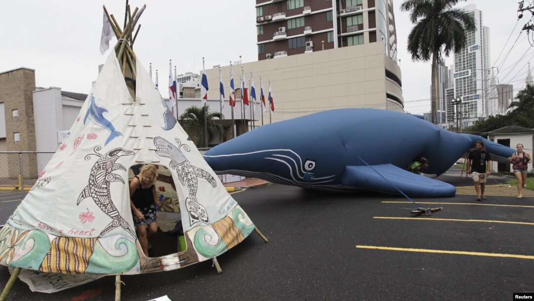 Para pengunjuk rasa mendirikan tenda tradisional (Teepee) bergambar paus dan lumba-lumba di dekat balon berbentuk paus, di depan gedung tempat pelaksanaan konferensi Komisi Ikan Paus Internasional (IWC) di kota Panama (4/7).