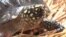2019-03-12 美國之音視頻新聞: 亞洲野生動物走私正在飛速增長