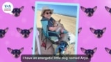 Everyday Grammar TV: Describing Pets 1: How Do We Describe Our Pets?