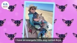 Everyday Grammar TV: Describing Pets 1: How Do We Describe Our Pets?