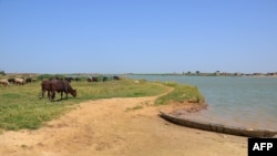 FILE - A photo taken on March 1, 2013 shows zebus grazing near a pirogue on the Logone river in Blaram, northern Cameroon. 
