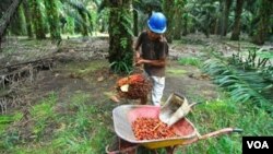 Seorang pekerja memanen hasil di perkebunan kelapa sawit milik sebuah perusahaan di Kalimantan (foto: dok).