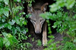 FILE - A female red wolf emerges from her den sheltering newborn pups at the Museum of Life and Science in Durham, N.C., May 13, 2019.