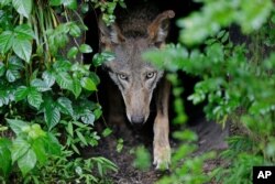 FILE - A female red wolf emerges from her den sheltering newborn pups at the Museum of Life and Science in Durham, N.C., May 13, 2019.
