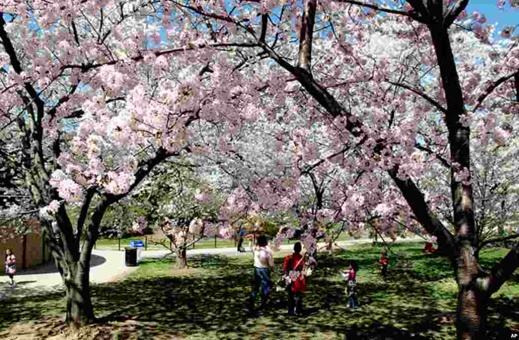 [워싱턴 D.C. 벚꽃 축제] 워싱턴의 봄