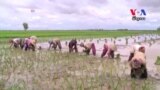 Pilot Project Using Software to Boost Rice Production Is Underway in Cambodia