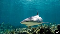 Science in a Minute: Are Sharks Misunderstood?