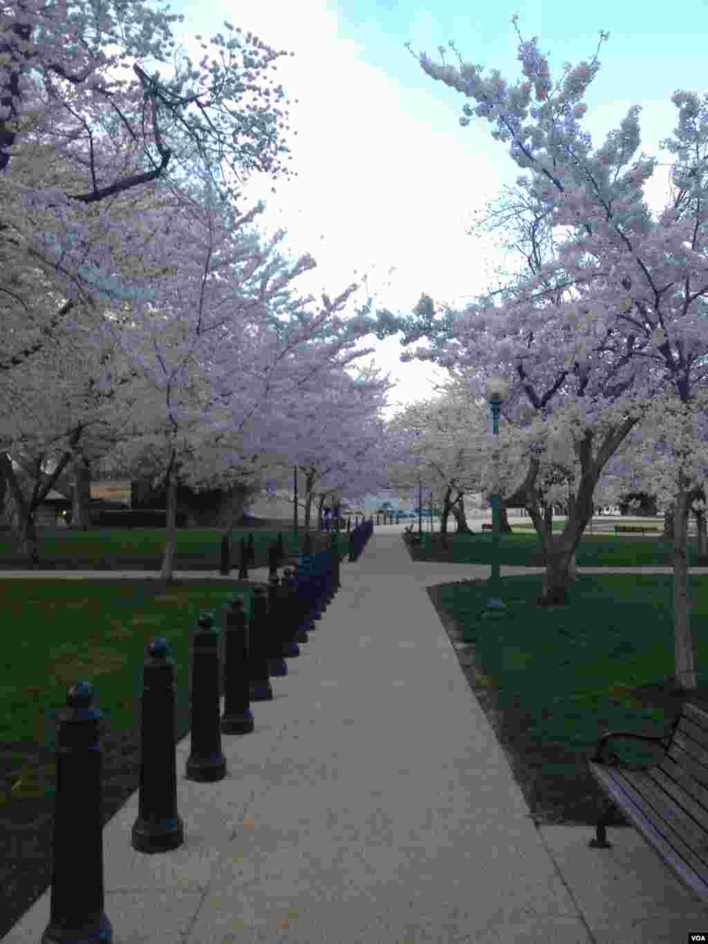 國會山莊旁的道路。（美國之音張皓程攝）