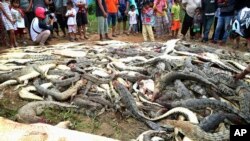 People look at the carcasses of crocodiles slaughtered by villagers in Sorong, West Papua, Indonesia, July 14, 2018.