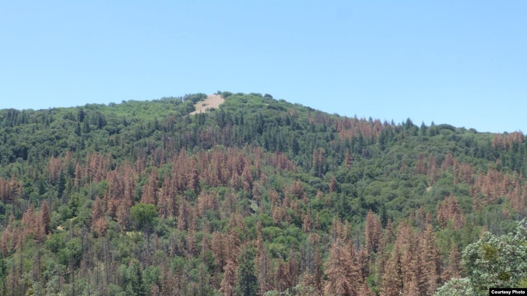 The effect of drought-induced dieback of ponderosa pines in California's Tehachapi Mountains as seen in June 2014. (Ian McCullough, Univ. of California Santa Barbara)