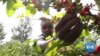 Longtime Kenya Coffee Farmers Eye New Path Forward