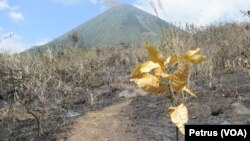 Musim kemarau dan angin kencang memudahkan api membakar hutan di kawasan pegunungan di Jawa Timur (Foto: VOA/Petrus)